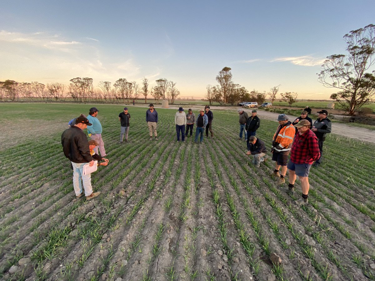 David Pfeiffer tweet media