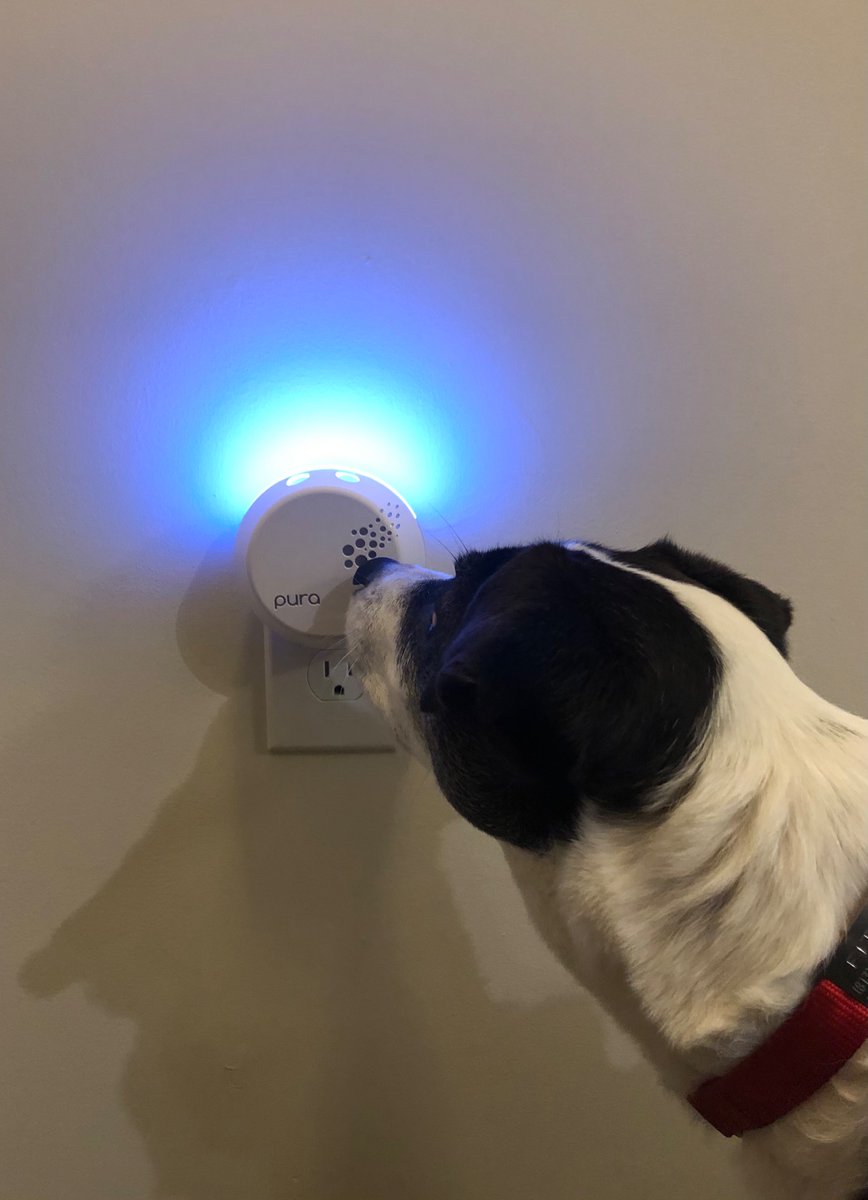 Thank you @PureSilkChamp for the <a href="/pura/">Pura</a>! Fitzy likes it too! #smellsgood