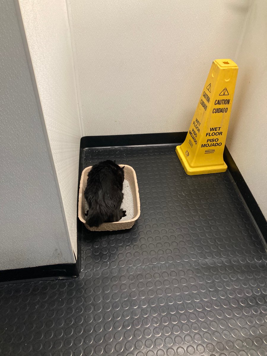 SpiritEvol's tweet photo. @Dulles_Airport thank you for thinking of your feline travelers! Jag and I travel quite a bit and yours is the first Pet Relief area with a litter box 💖! @flySFO @iah https://t.co/tXxeunpjYx