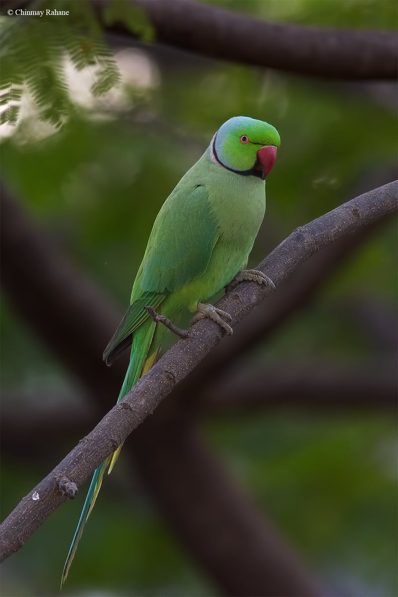 On #WorldParrotDay, here are few of the 12 species of parakeets and parrot in India #birds #birding
#birdwatching #canon #ParakeetsOfIndia  #IndiAves