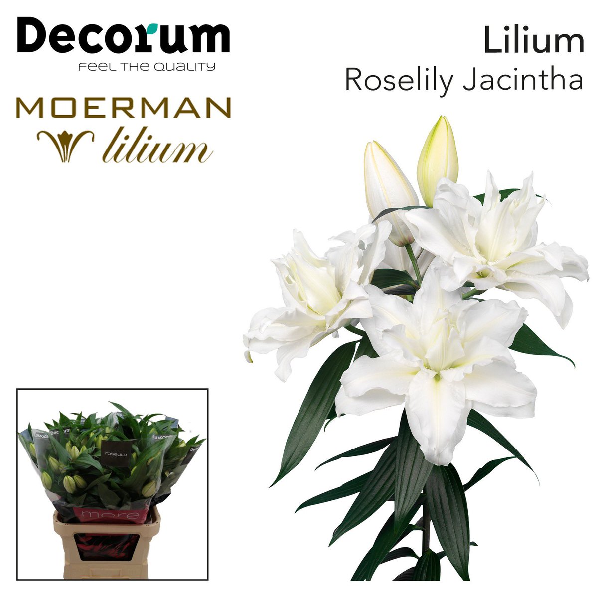 Moermanlilium tweet media