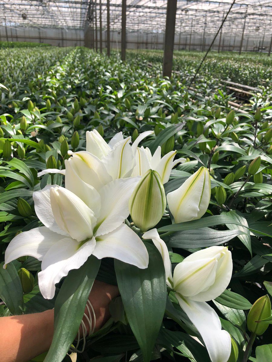 Moermanlilium tweet media