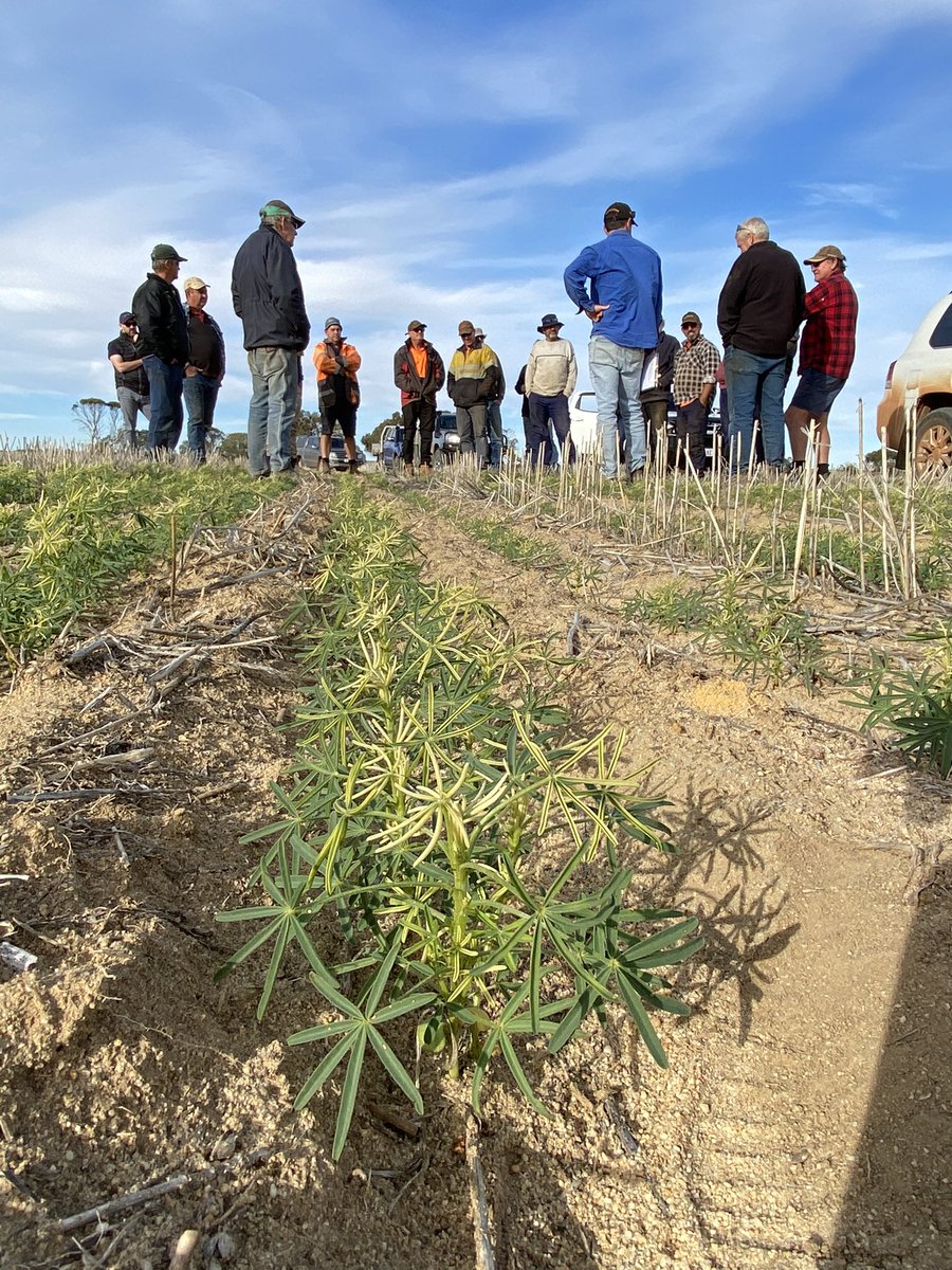 David Pfeiffer tweet media