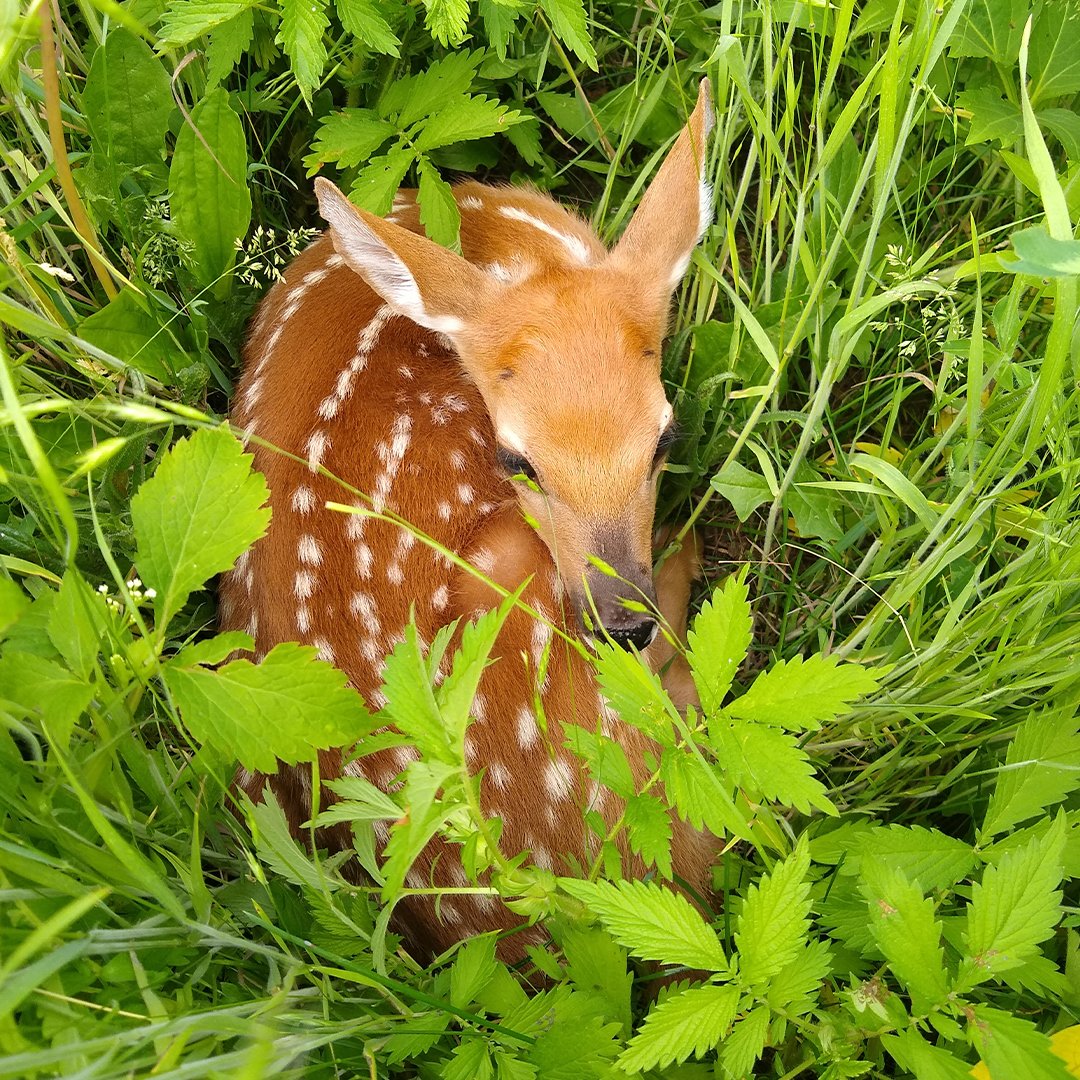 If you care, leave it there! Fawns are often left alone during the day while their mother forages for food. Please give them their space and do not disturb them. Learn more: go.usa.gov/xvGEc  #Wildlife