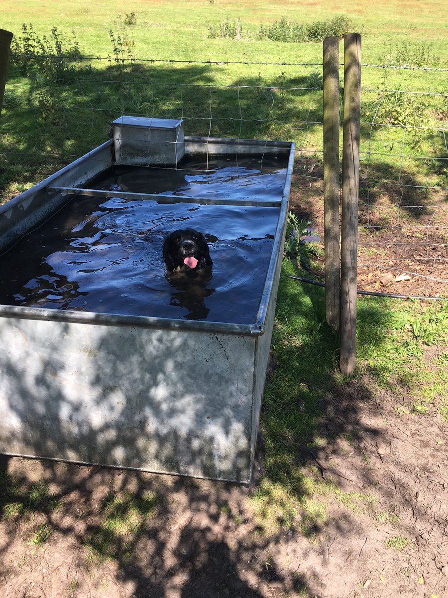 ianfarmsolution's tweet image. Cooling off time 😎😎