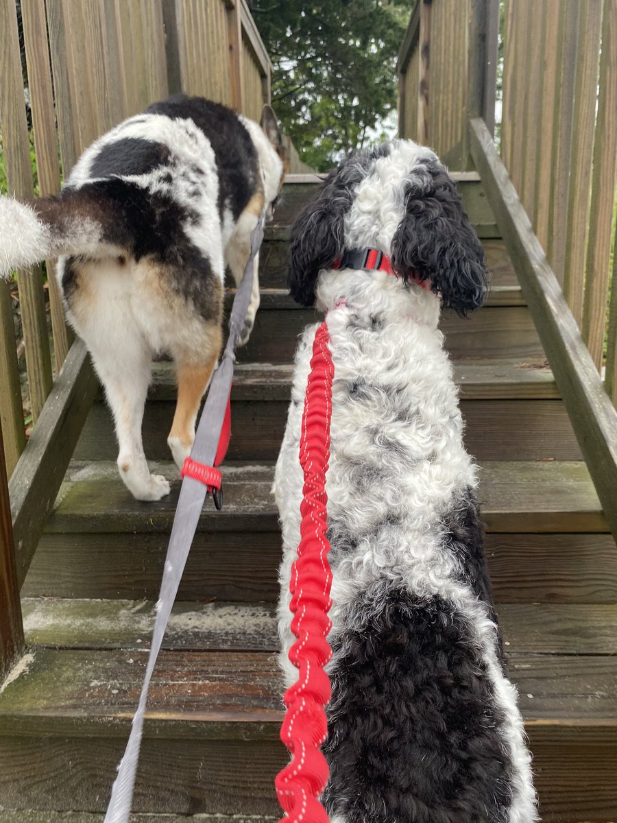DrMarthaGulati's tweet image. Still raining on the ocean but that won’t stop our fun or run. Happy you are enjoying Memorial Day with those you love. #cardiologistwhorun #MemorialDay2021 #dogswhorun #dogsoftwitter #runningintherain
@mirvatalasnag @biljana_parapid @AnastasiaSMihai @JGrapsa @DrToniyaSingh