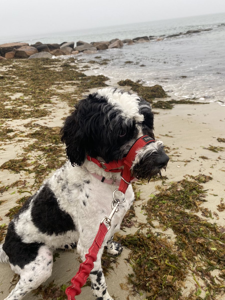 DrMarthaGulati's tweet image. Still raining on the ocean but that won’t stop our fun or run. Happy you are enjoying Memorial Day with those you love. #cardiologistwhorun #MemorialDay2021 #dogswhorun #dogsoftwitter #runningintherain
@mirvatalasnag @biljana_parapid @AnastasiaSMihai @JGrapsa @DrToniyaSingh