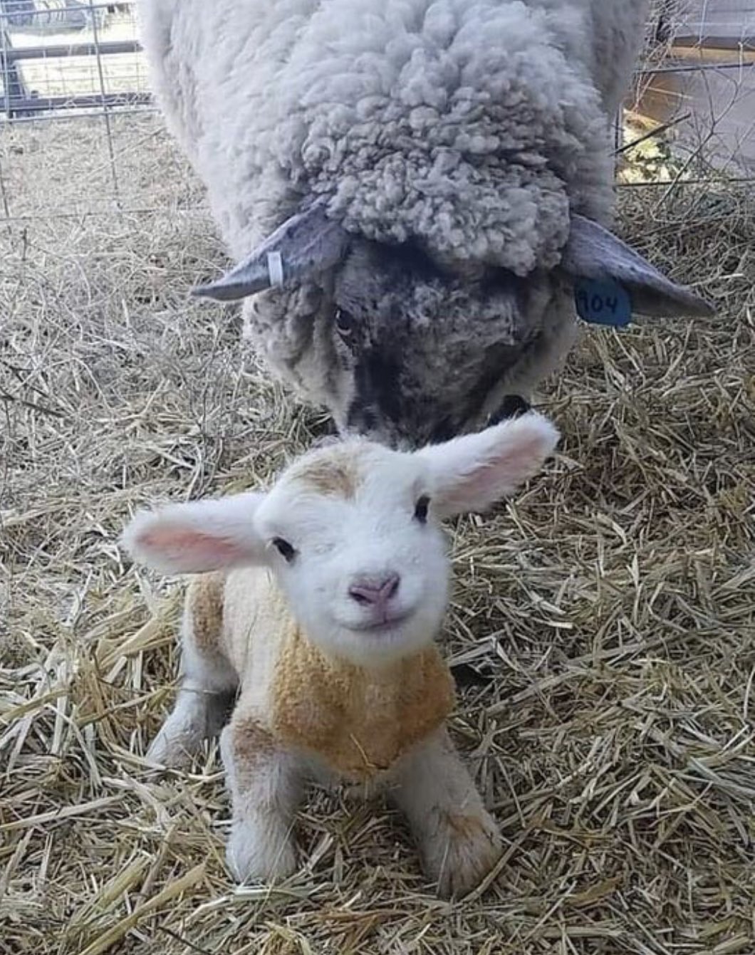 Colin McFarlane🙏🏽🇺🇦 on Twitter: "Awh. Gotta share this pic of a 15  minutes old baby lamb (not a goat as wrongly put in first post!!) It helped  to put a smile on