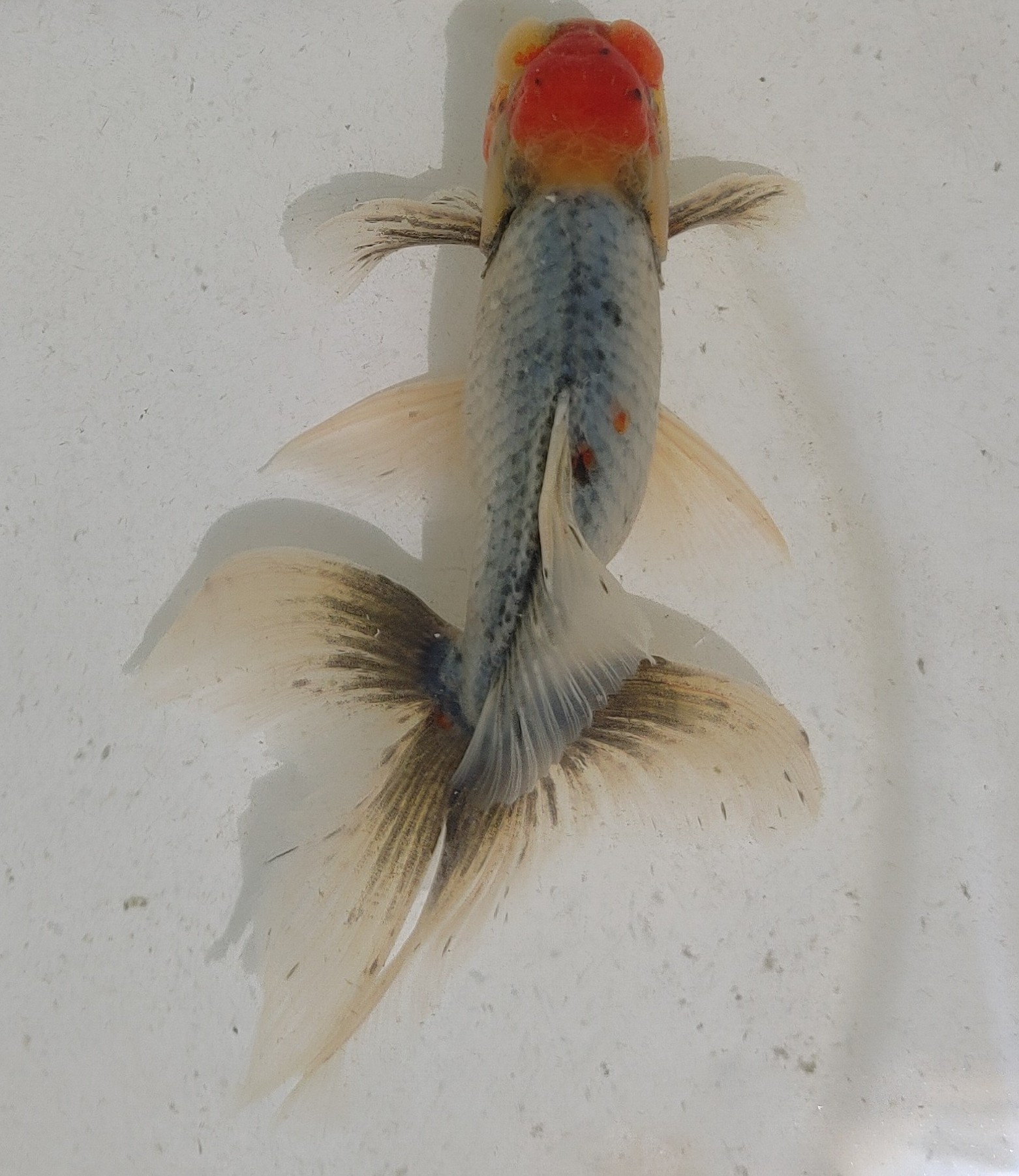 関東東錦 Twitter Search Twitter