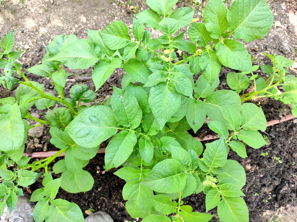 Los trabajos del huerto continúan. Ahora quitamos las malas hierbas... Patatas, pimientos tomates y el resto de hortalizas siguen creciendo. Algunas, como las habas, ya están listas para su recolección. #AprenderViviendoLasCienciasNaturales.