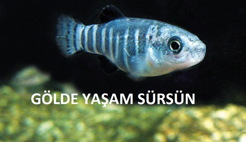 SaldaDernek's tweet photo. Göl yaşarsa; kuşlar, balıklar, ördekler, çamlar, ardıçlar yaşar. Gölü, orman��, suyu, toprağı korumak yaşamı korumaktır.
 
Millet Bahçesi Projesi İptal Edilsin!
#SaldaDünyaMirasıdır #Saldayadokunma https://t.co/OPp9OuCdBj