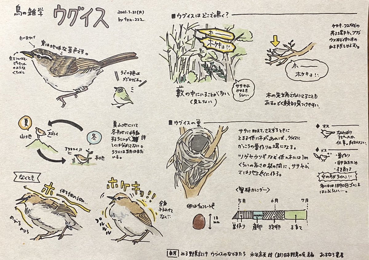 野鳥イラスト 野鳥イラスト