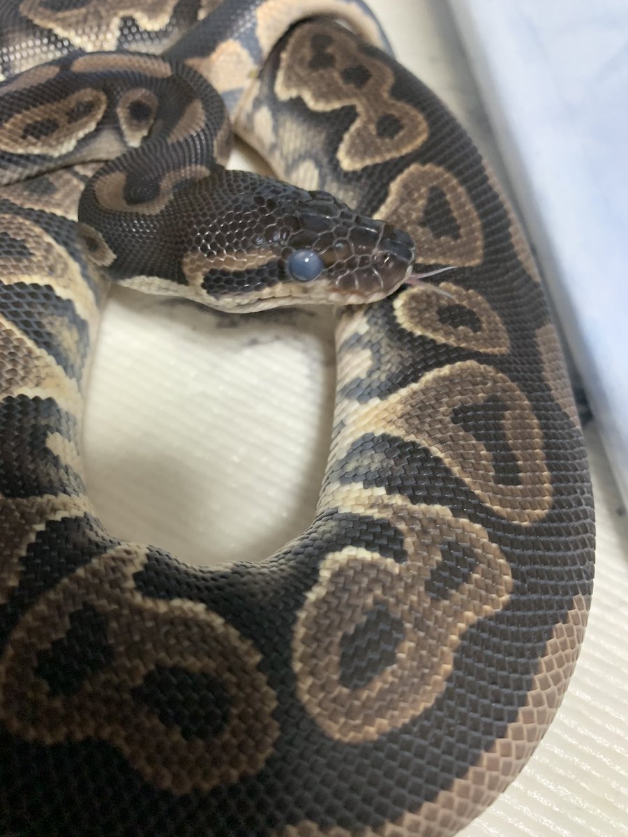 ボールパイソン抜け殻 ヘビの抜け殻（脱皮した皮）ボールパイソンの弐、時々更新