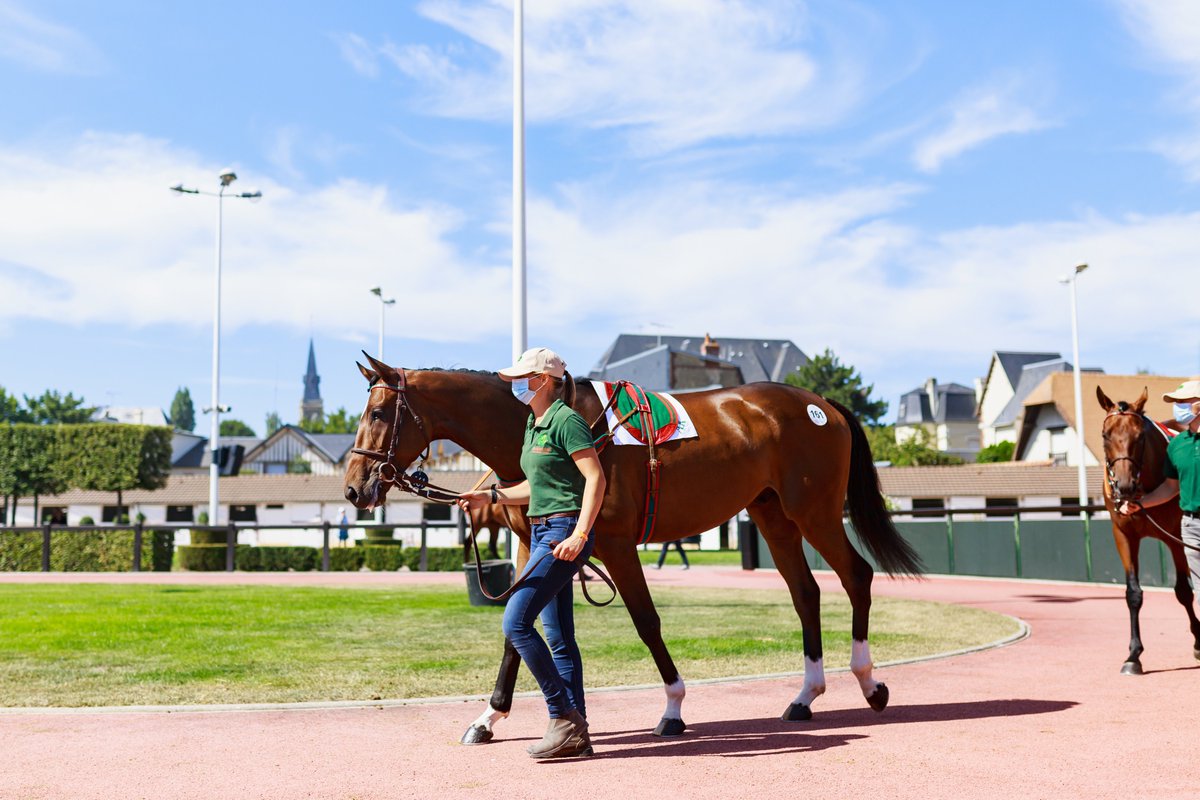 InfoArqana's tweet photo. With 5⃣9⃣3⃣lots, the 𝑺𝒖𝒎𝒎𝒆𝒓 𝑺𝒂𝒍𝒆 ☀️ catalogue is now online! 

A sale that has already produced Gr.1 winners in both disciplines as LORD GLITTERS, GREANETEEN, &amp; ABACADABRAS. 

🗞️https://t.co/FqqY1jL5qE
📘https://t.co/loYRty1Ror
🗓️29 June - 1 July, 📍Deauville https://t.co/zRCokw6aUf