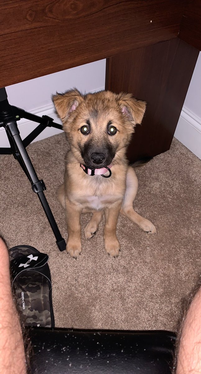 notSpenserTV's tweet photo. Another puppy photo for muh frens https://t.co/vRmRFVtrT6