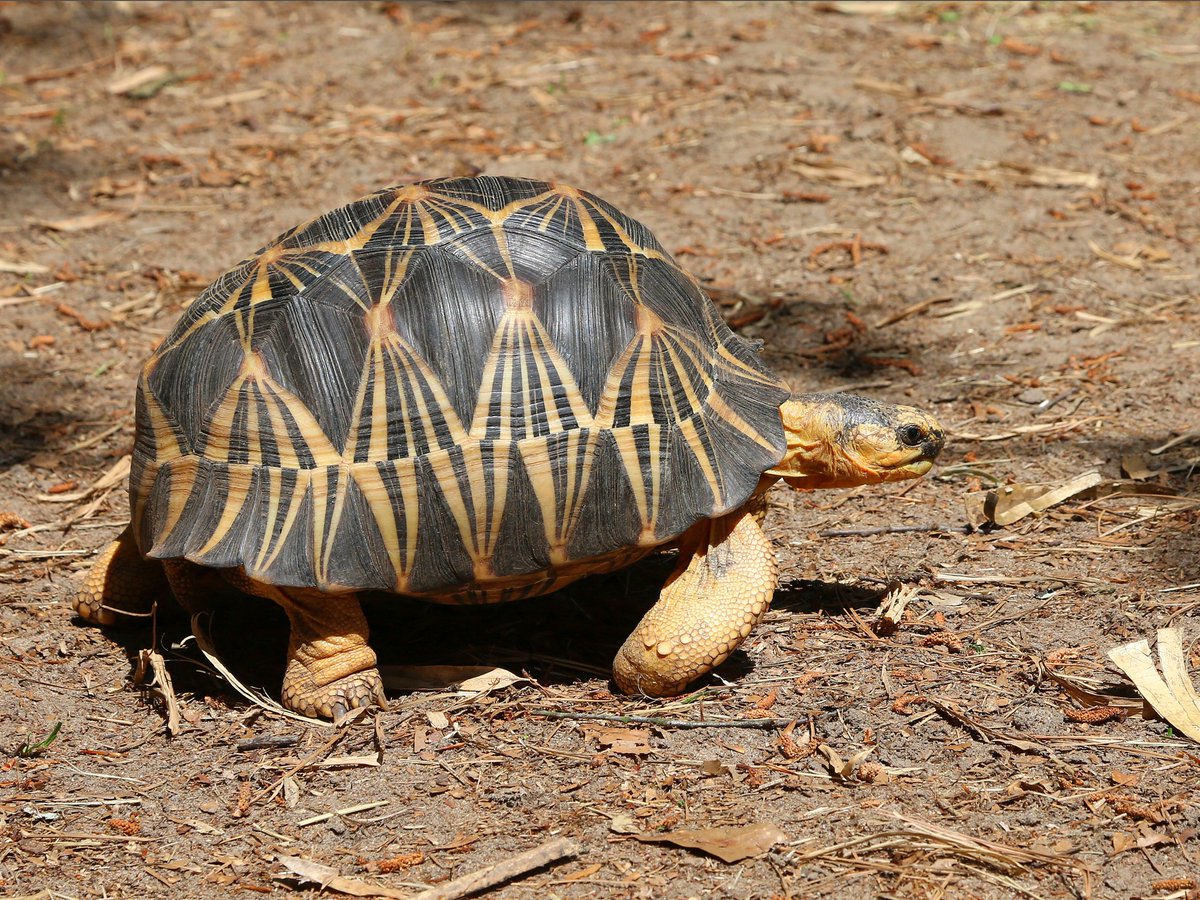 peterkopher's tweet image. "Tortoise - On the Move"
Spotted at the River Banks Zoo, in Columbia, SC.
peterkopher.com