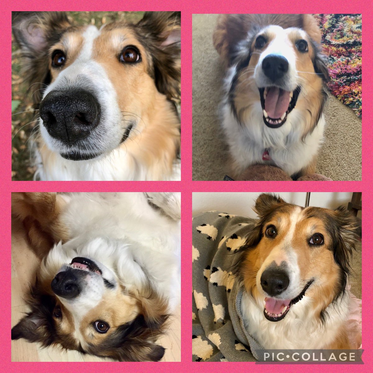 #PhotoChallenge2021May (smile)
These are some of my best smiles! 

#dogsoftwitter #collie #smile