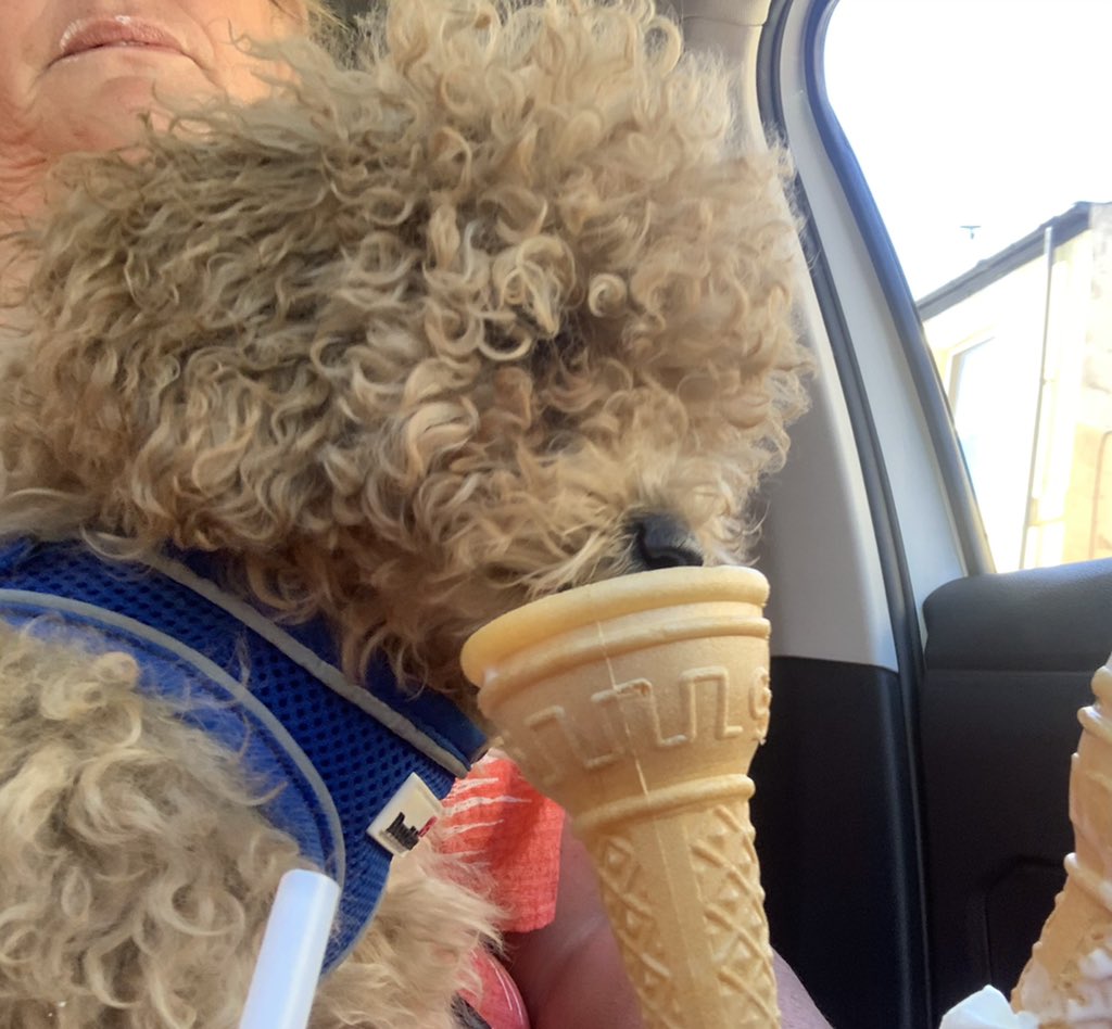 Rolo living his best life having his first ice cream 😋🐶@Notarianniices @chloe02274750 #besticecream#poochon