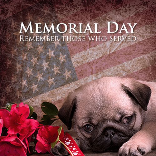 Memorial Day ❤️🤍💙 
Remember every Hero who served and made the ultimate sacrifice! 
🇺🇸🇺🇸🇺🇸

⭐️ REMINDER ⭐️ Jacks will be closed today, &amp; will resume normal business hours tomorrow, 6/1/21.

#jacksinc #jmipetsupply #equestrain #memorialday  #wholesale #familybusiness