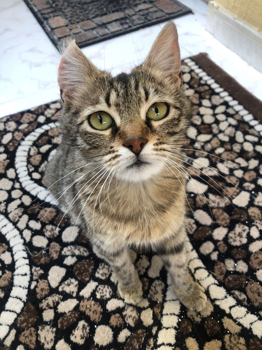 🏡 ANKARA / YUVA ARANIYOR 🏡 

Adı Kaju. 1 yaşında, çok cana yakın, sevildiği anda mırlayan, ilgi meraklısı, oyuncu, konuşkan bir kız. Bir kulağı küçükken aldığı, artık iyileşmiş bir yaradan dolayı kıvrık kalmış.

#SatınAlmaSahiplen