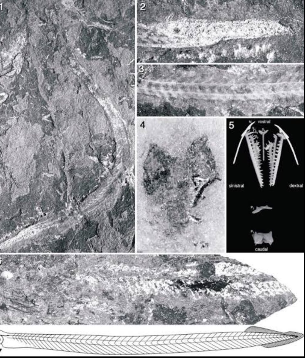 光岡英稔 化石の発見からだけだと何方が古いか分からないが おそらくミミズやヒルの系統の方がピカイアやナメクジウオより古いのではと推測しているが 詳しい人が居たら教えて欲しい ただ 私たちに近いのは間違いなく脊索動物 脊椎動物の方である
