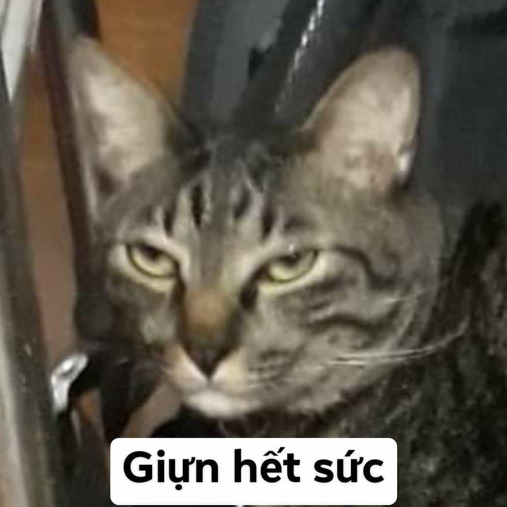 DuongAnh tweet media