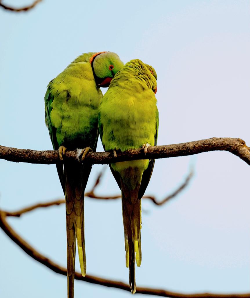 Found from my collection of Bharatpur & Chakki Mod, Himachal 😊 #WorldParrotDay #ParakeetsOfIndia  #Hope4all #TwitterNatureCommunity #BirdsSeenIn2021 #BirdsPhotography #BirdTwitter #Luv4wilds 
@WorldofWilds