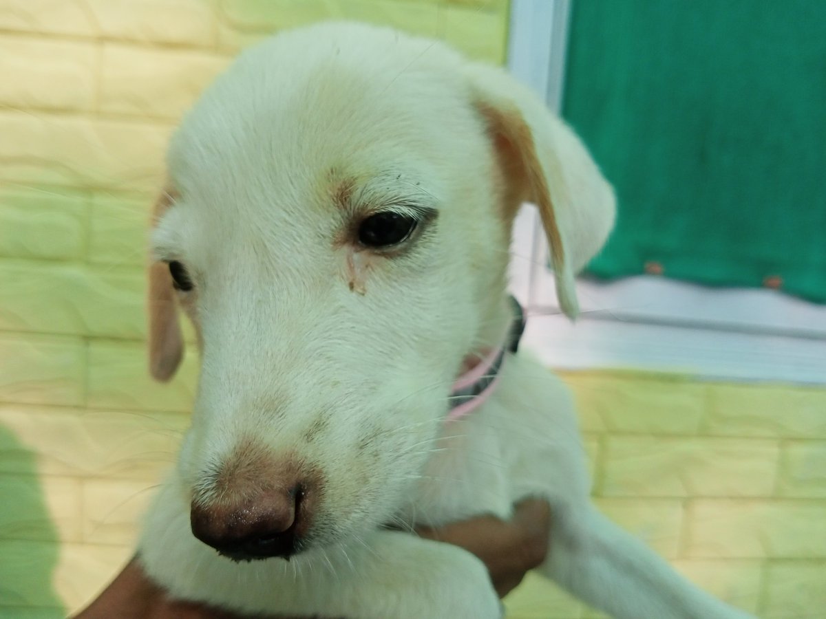TheDogMother_'s tweet photo. Furrever Home Shoutout ๐พ๐พ
Little Kaizer is a month and a half old Mix Breed Pup who was found abandoned on main road. We are looking for a family for this beautiful furball ๐
Location:Greater Noida
DM me to adopt Kaizer ๐
@TheJohnAbraham @_MohitChauhan @kaalicharan
Plz RT ๐ https://t.co/b7uqUFb2oi