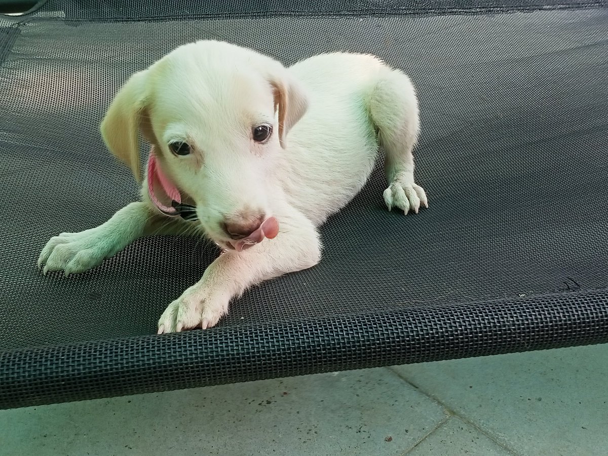 TheDogMother_'s tweet photo. Furrever Home Shoutout ๐พ๐พ
Little Kaizer is a month and a half old Mix Breed Pup who was found abandoned on main road. We are looking for a family for this beautiful furball ๐
Location:Greater Noida
DM me to adopt Kaizer ๐
@TheJohnAbraham @_MohitChauhan @kaalicharan
Plz RT ๐ https://t.co/b7uqUFb2oi