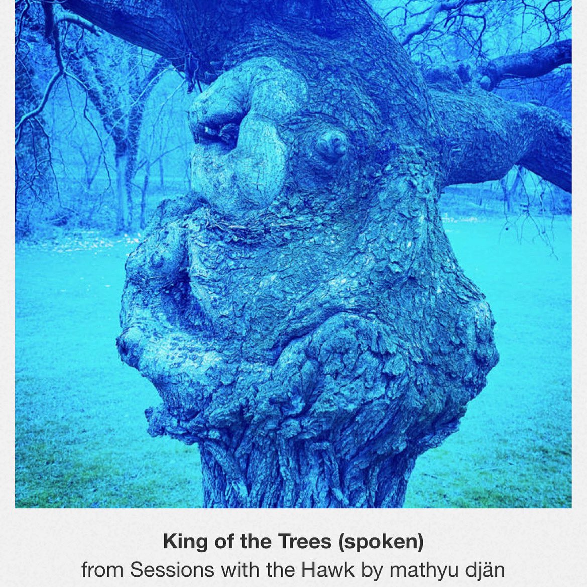mathyuDjan's tweet photo. King of the Trees.   https://t.co/tUp3qtNbwp #mathyudjan https://t.co/hQFR2tx06m