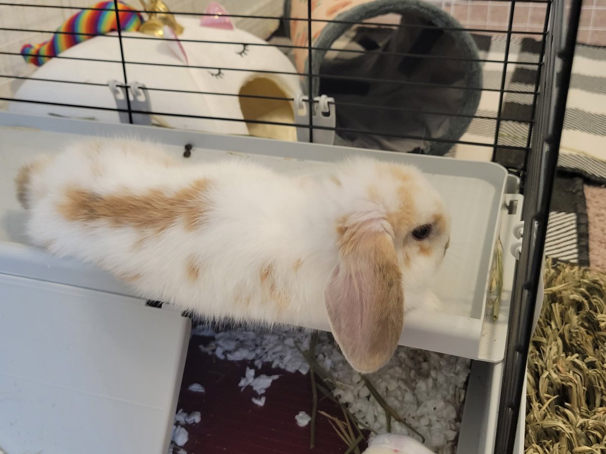 chibiusagi85's tweet photo. So right after this picture Yuki decided to jump up and get out of his cage... he ramed into my face because I was blocking it.. and I was knocked over.. apparently shadow thought it was funny and yuki kept stepping on my feet... #bunnymom #bunnyproblems #hollandlop https://t.co/GtyRgV8oqZ