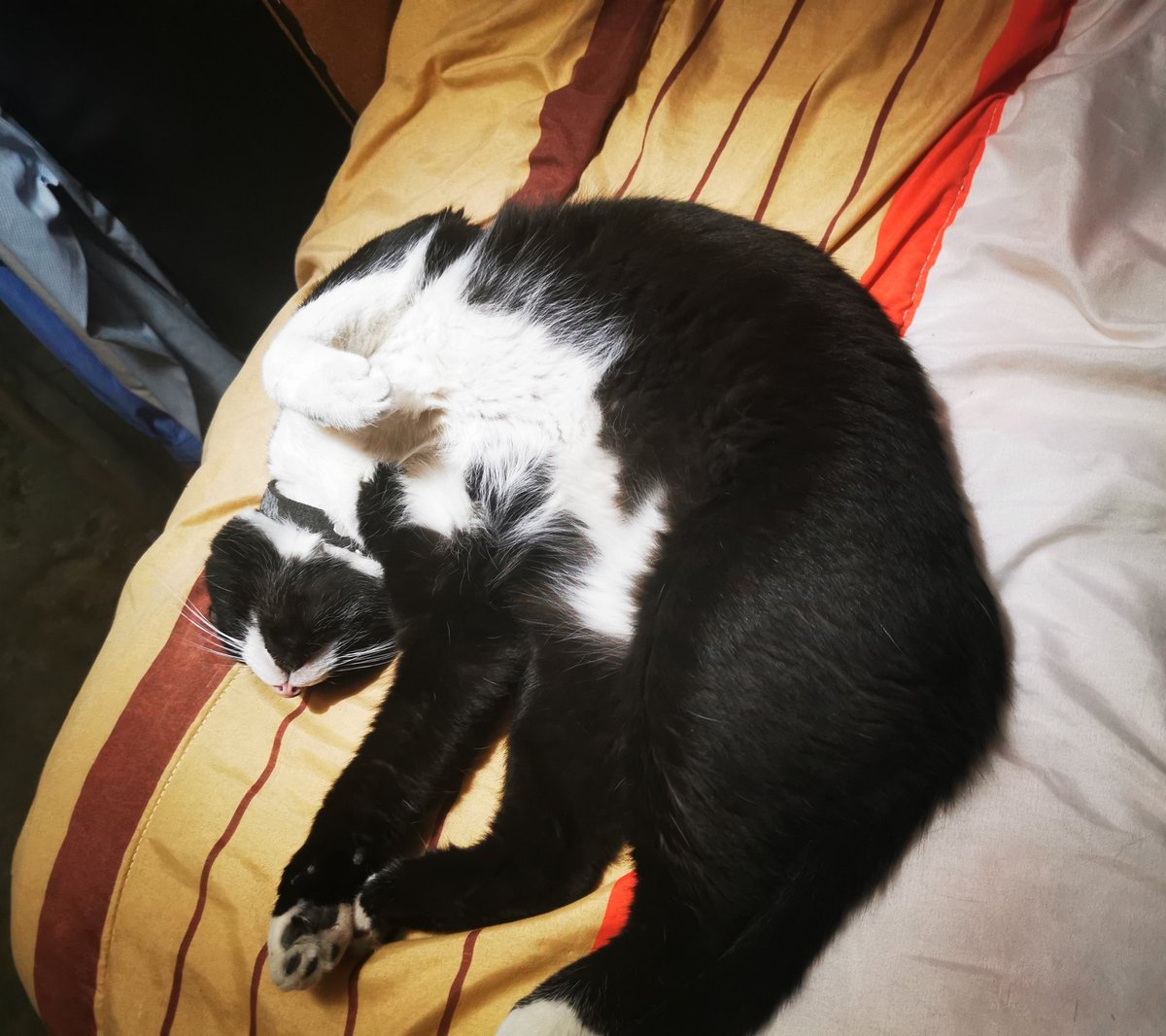 TanyaConYe's tweet photo. Esdeque es #lunesdeprovocación de quedarse en la cama 😅 #nonothecat #gatosquecuranladepresion @gatitos_qctd https://t.co/YPZcjsshvg