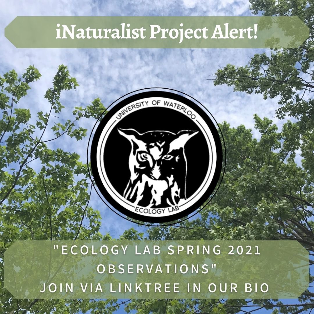 Calling all Ecologists! Join our latest iNaturalist project "Ecology Lab Spring 2021 Observations" to share your observations with the UW community, and to see what others are identifying!