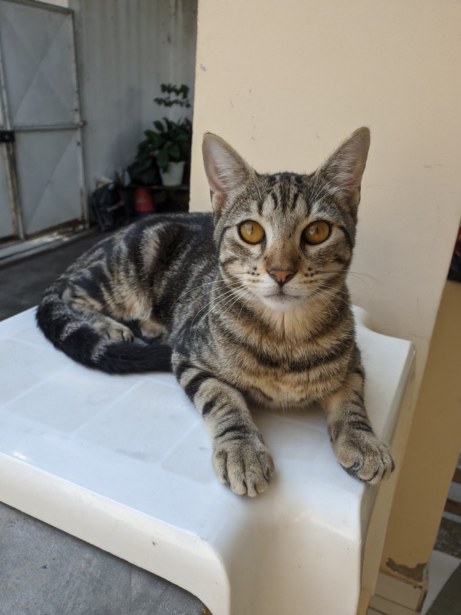 telux0's tweet image. ⚠ ALERTA DE GATINHO🐱

Twitters, preciso achar um lar pra esses anjinhos.

São dois machos e duas fêmeas com 6 meses. Estão em Niterói. Já castrados. 

RT do amor, por favor. 💖