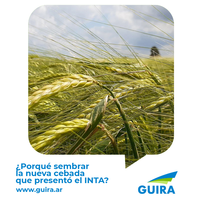 ¿Porqué sembrar la cebada del INTA?

La cebada Militza INTA posee todas las características productivas, de calidad comercial e industrial para ser utilizada en la industria cervecera, superior a las variedades más sembradas.
Intereate más en : guira.ar/como-es-la-nue…