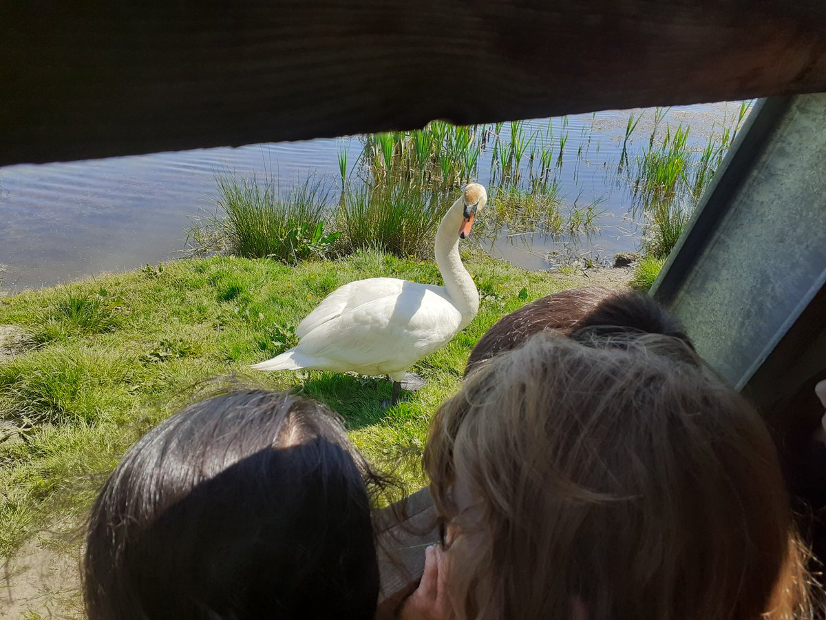 Mrs_Chapman_'s tweet photo. P1 enjoyed looking for minibeasts in Alloa Wetlands today. @stmungoalloa @ClacksOL https://t.co/Sqz5VTVOEW