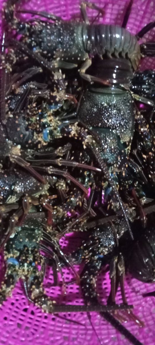 TobeloBkipm's tweet photo. 01-06-2021. Midnihgt. Pemeriksaan Media Pembawa Lobster Hidup 259 ekor dan udang kipas 60 ekor di Farm milik Ibu Fitri Ary Yani yang akan dilalulintaskan tujuan Jakarta #OneHealthKIPM @HumasBKIPM @BKIPMJakartaI @BKIPMTernate #MenteriKelautanPerikanan #MenteriTrenggono #MenteriKKP https://t.co/DIm3E38xHO