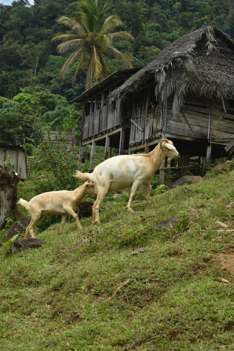 AltoChorro_'s tweet photo. El amigo qué recorre todos los días en la Comunidad Alto Chorro, (Chivo) #klosay 

#chivo #altochorro #grupoindigena #naturaleza #panama #jimenez https://t.co/59UoazQNM2