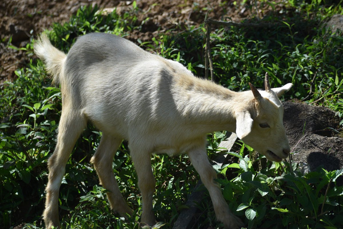 AltoChorro_'s tweet photo. El amigo qué recorre todos los días en la Comunidad Alto Chorro, (Chivo) #klosay 

#chivo #altochorro #grupoindigena #naturaleza #panama #jimenez https://t.co/59UoazQNM2