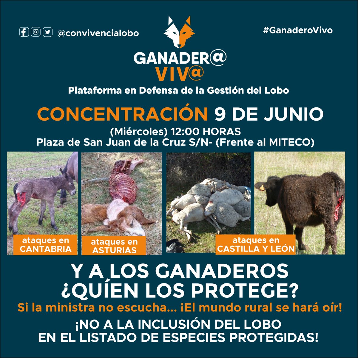 UniondeUniones's tweet photo. Nos movilizamos como miembros de @ConvivenciaLobo el próximo 9 de junio para que no se incluya al lobo en el #LESPE en defensa de la ganadería viva https://t.co/Q2OI6wQzaI #GanaderoVivo #Movilización9J https://t.co/CBB9DUPlXf