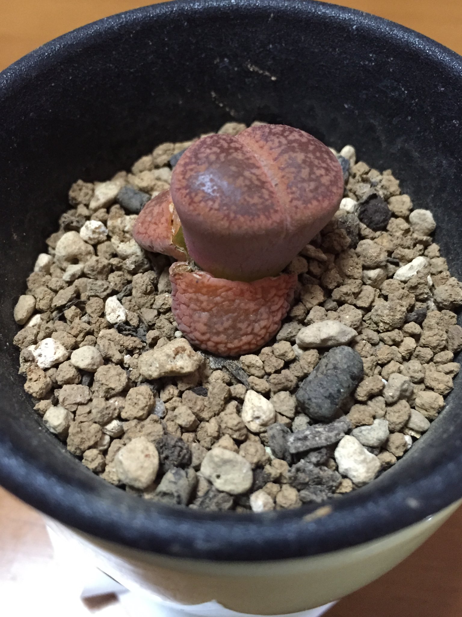 Yat Nuye こういう植物って育てるの難しいんだよね 私はリトープスの日輪玉を育てたけど一回の脱皮後 ゆっくりと溶けてしまった 違うリトープスにも挑戦したけど 花が咲くことはなかった T Co Yzbyen6poo Twitter