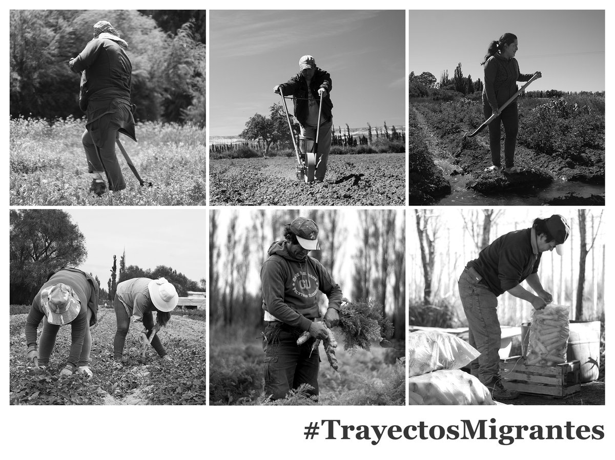 trayectosmigra1's tweet photo. Las familias migrantes practican una relativa paridad en el esfuerzo laboral. Cotidianamente, mujeres y hombres se reparten por igual las tareas de sembrar, desmalezar, regar, cosechar y embolsar. En #Chubut #TrayectosMigrantes https://t.co/yr3dbVVDPc