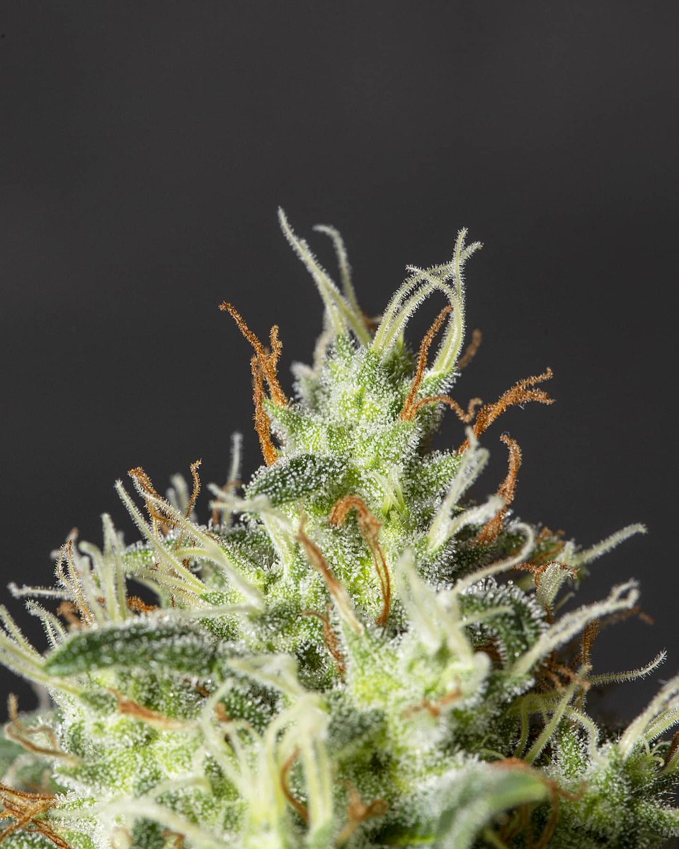 Eva Seeds tweet media