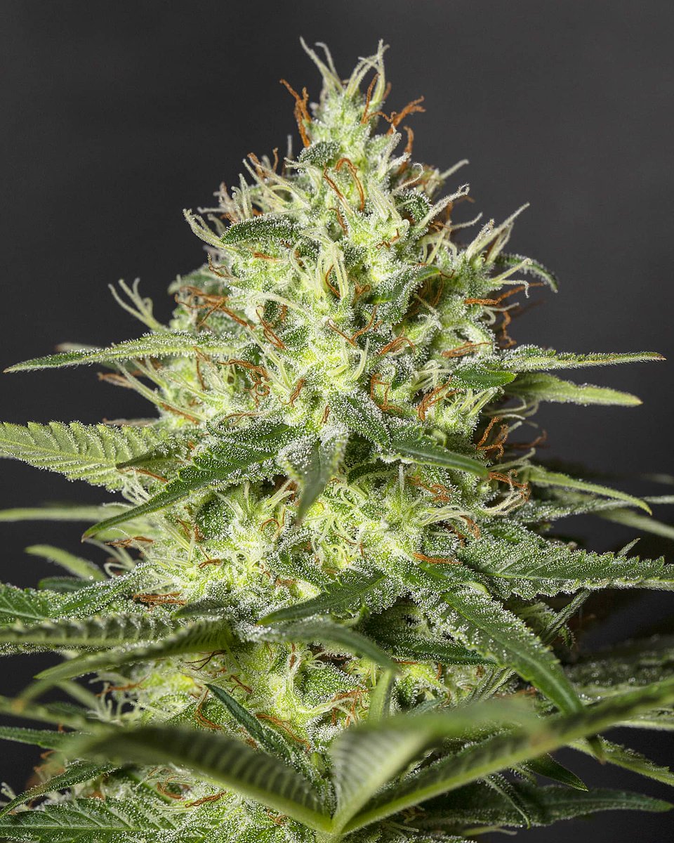 Eva Seeds tweet media