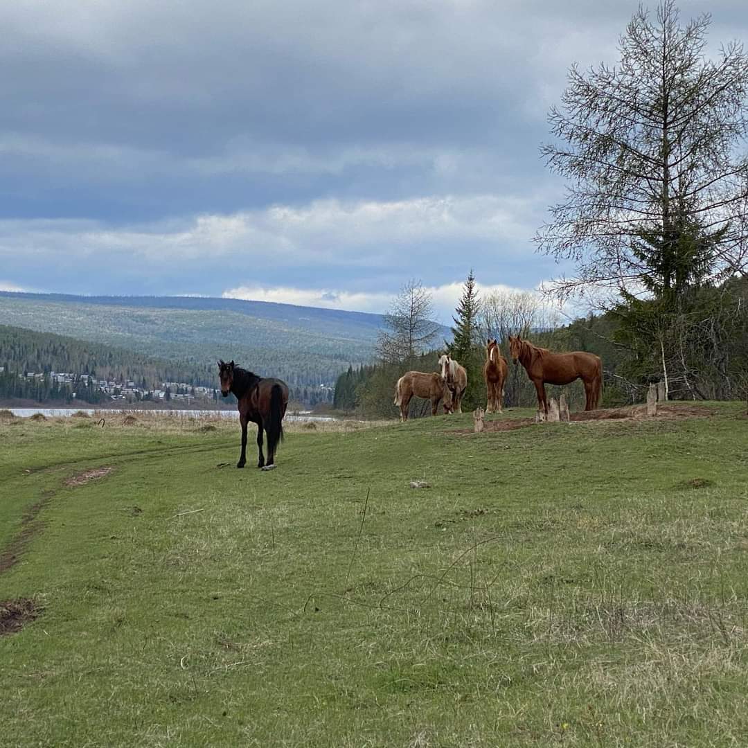 Аялсаар явна