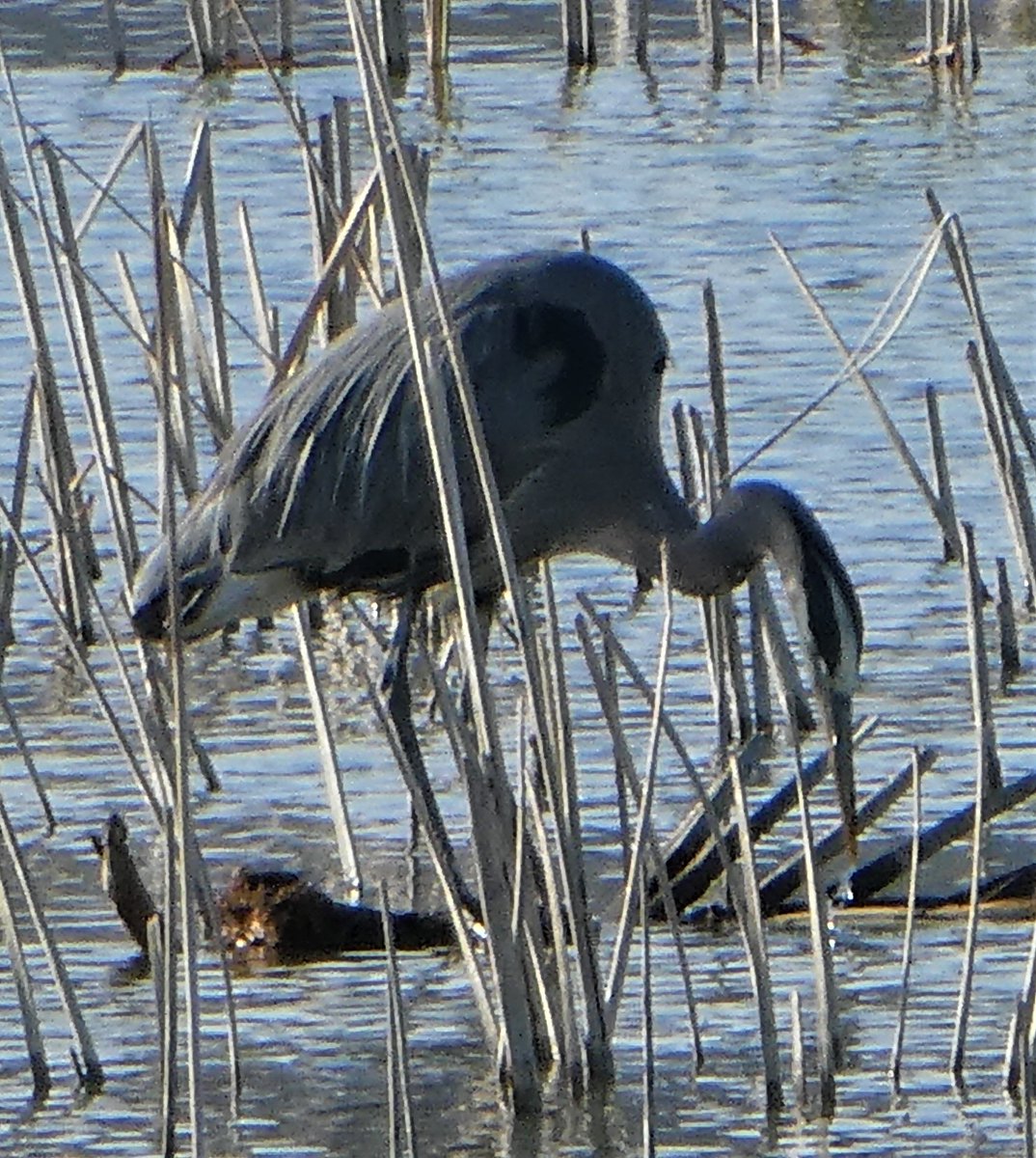 ScienceNVy's tweet photo. #BirdingWhileBlack is time be who you are and enjoy the sights and sounds of nature, while being immersed in the beauty and wonder that is #science. #blackbirdersweek @BlackAFinSTEM #StillwaterNationalWildlifeRefuge https://t.co/kEuNDFBucL