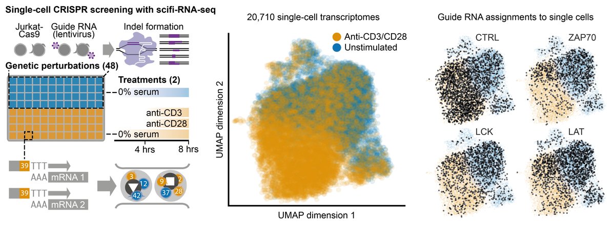 Paul Datlinger (@pauldatlinger) on Twitter photo Compared to our preprint the article includes extensive benchmarking to <a href="/10xGenomics/">10x Genomics</a> and plate-based combinatorial indexing. We included a CRISPR screen with scRNA-seq readout of T cell activation. Round1 barcodes are ideal for large perturbation screens with single-cell readout. Compared to our preprint the article includes extensive benchmarking to <a href="/10xGenomics/">10x Genomics</a> and plate-based combinatorial indexing. We included a CRISPR screen with scRNA-seq readout of T cell activation. Round1 barcodes are ideal for large perturbation screens with single-cell readout.