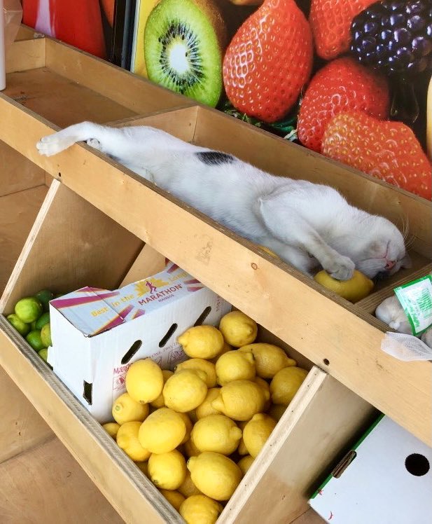 Bodega Cats tweet media