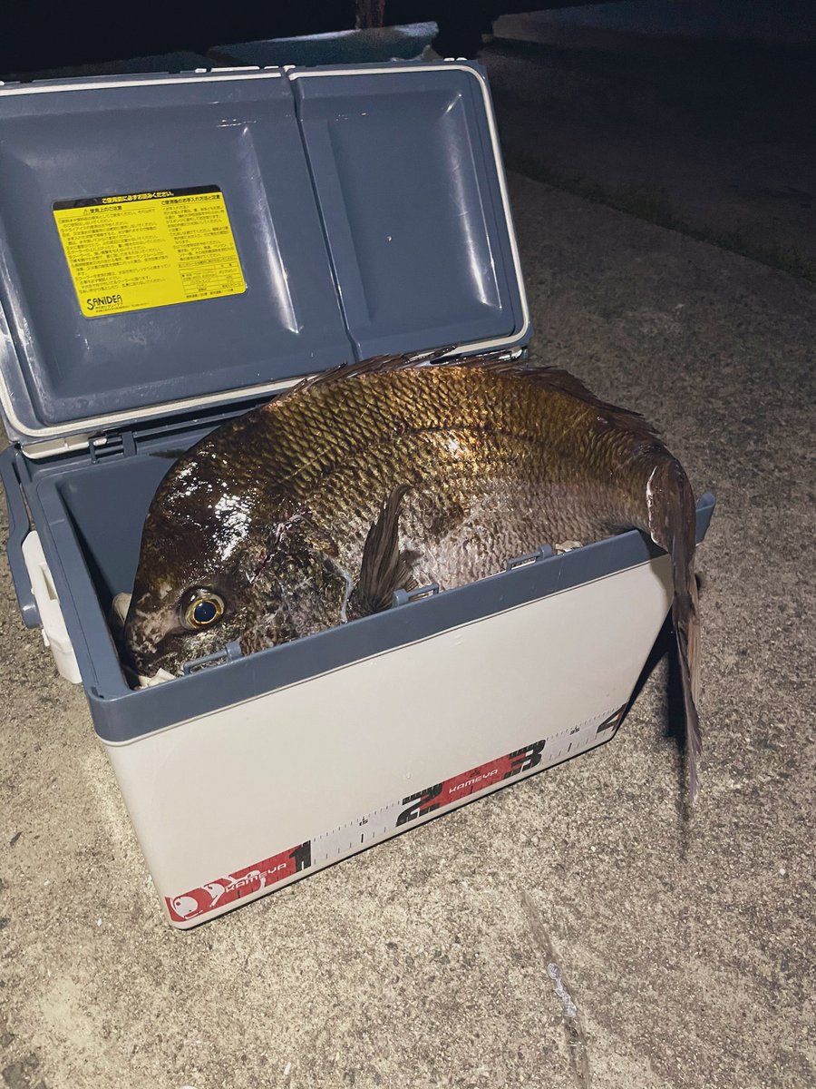evmk45's tweet photo. 江田島にて真鯛さん🐟
#クーラーボックスが閉まらない
#さすがに想定外 https://t.co/l6CtjEFVQc