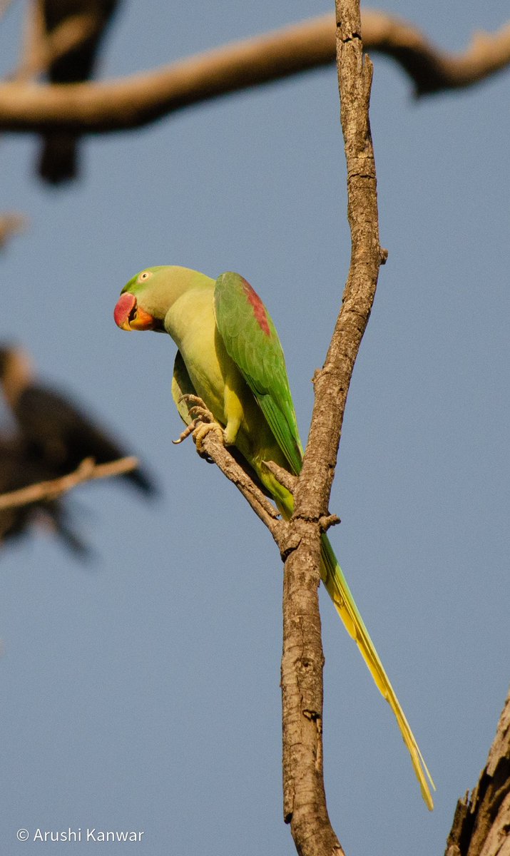 Spotting one is always tougher than hearing one!  #WorldParrotDay 

1. Rose-Ringed Parakeet
2. Plum-Headed Parakeet
3. Alexandrine Parakeet

#TwitterNatureCommunity #birds #PhotoOfTheDay #IndiAves @IndiAves #ThePhotoHour #BBCWildlifePOTD #ParakeetsOfIndia #NaturePhotography